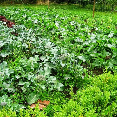 酒店 阿斯别克特西园酒店 4*